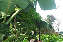 フランシスカの畑に植えたバナナ